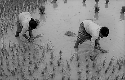 India Rice Paddy
