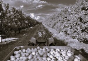 TLS Australia Fruit 2