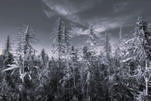 TLS Canada Medical Cannabis 2 BW