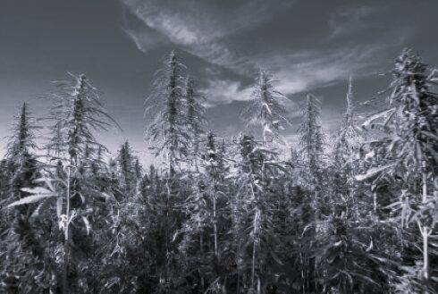 TLS Canada Medical Cannabis 2 BW