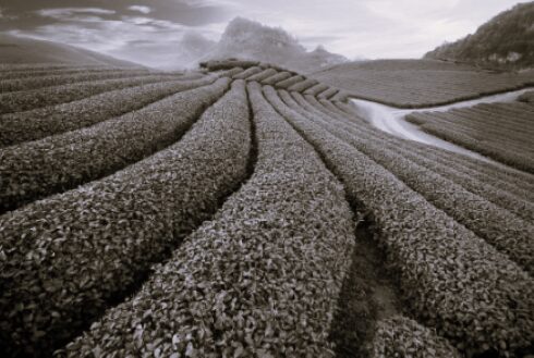 TLS Vietnam Tea 2 BW