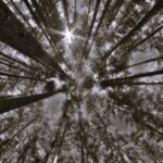 TLS USA Timber BW