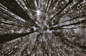 TLS USA Timber BW