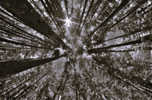 TLS USA Timber BW