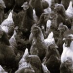 TLS Korea Poultry Farms BW