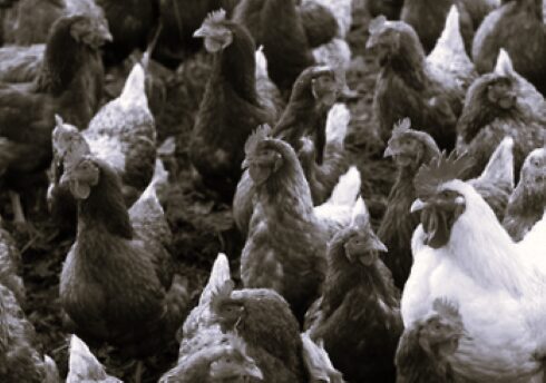 TLS Korea Poultry Farms BW