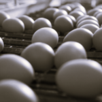 TLS Eggs 4 BW