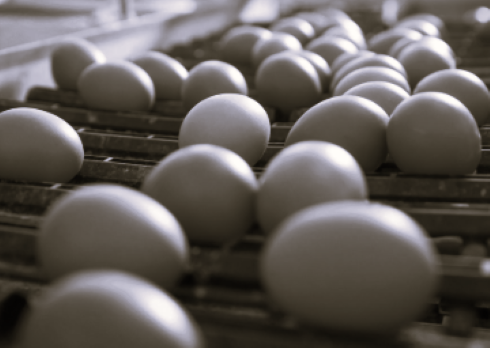 TLS Eggs 4 BW
