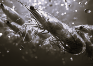 TLS India Shrimp BW