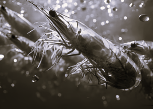 TLS India Shrimp BW