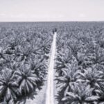 TLS Thailand Palm Oil 9 BW