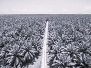 TLS Thailand Palm Oil 9 BW