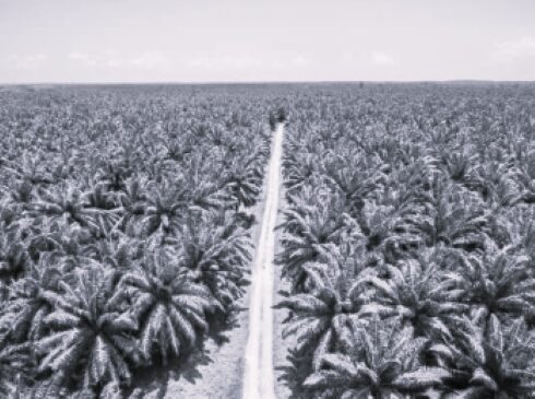 TLS Thailand Palm Oil 9 BW
