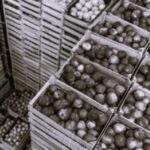 TLS Austalia Logistics 2 BW