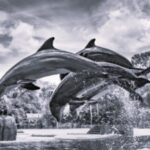 TLS USA Amusement Parks 2 BW