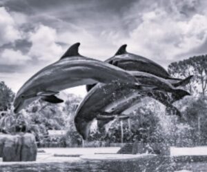 TLS USA Amusement Parks 2 BW