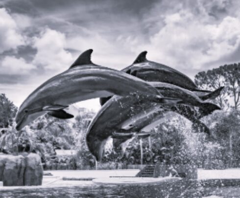 TLS USA Amusement Parks 2 BW